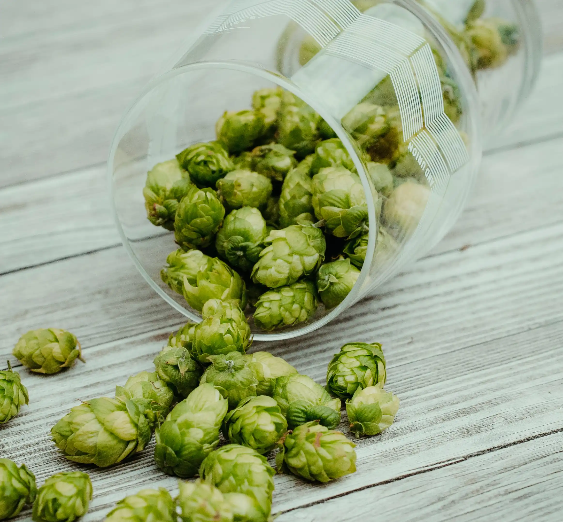 How Sustainability Data is Helping Innovate the Brewing Industry