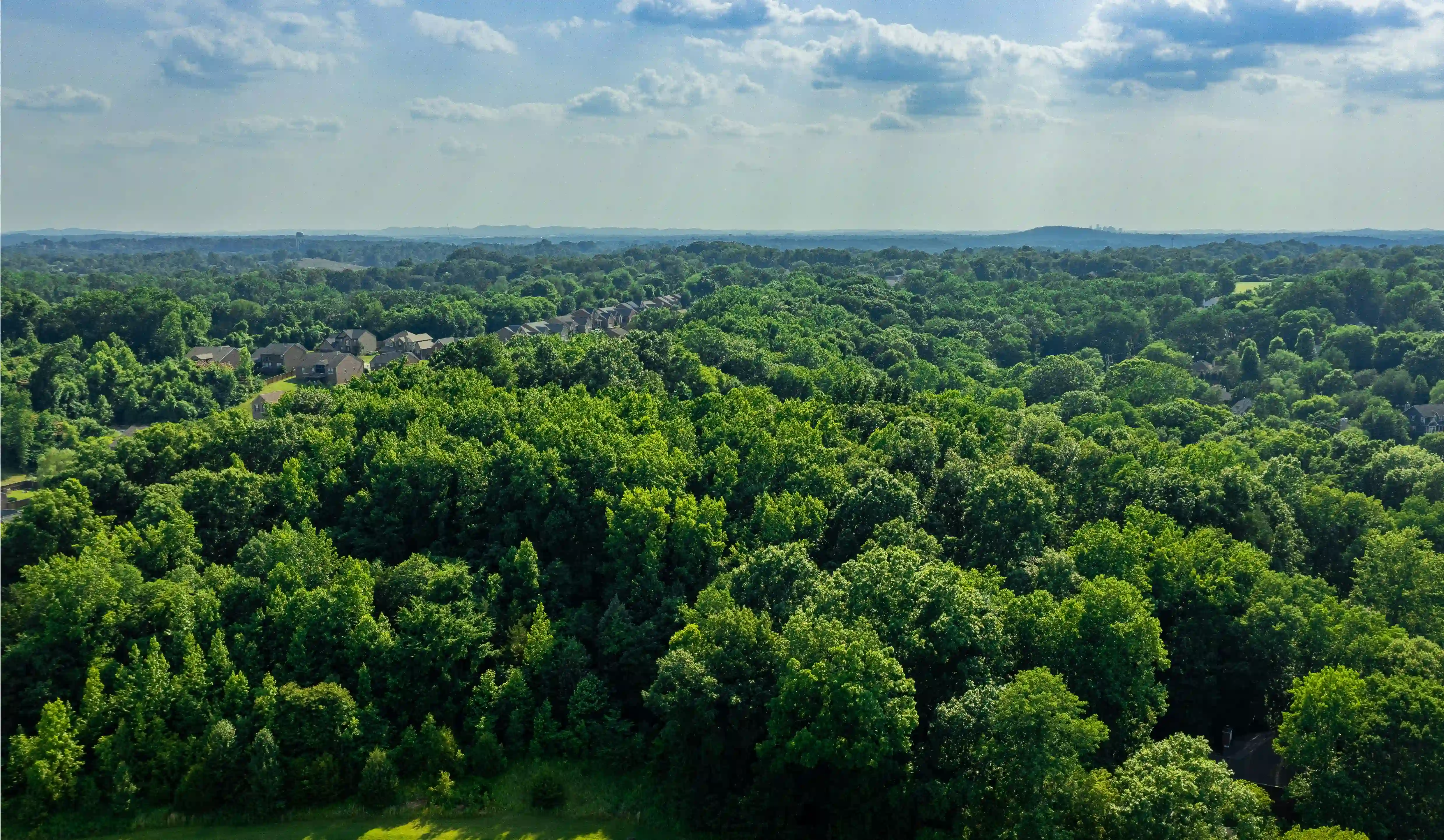 an aerial view of a forest