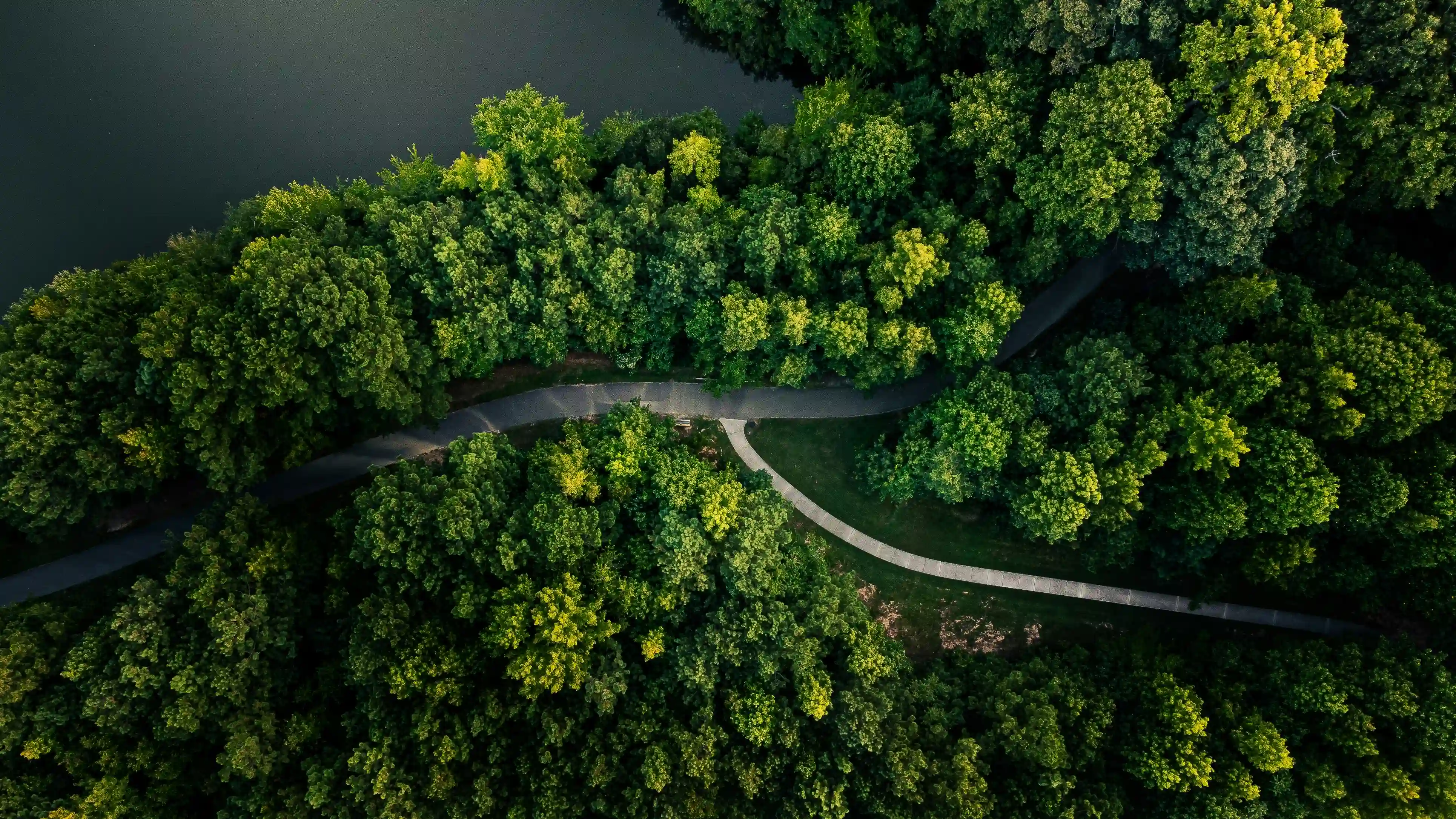 an aerial view of a forest