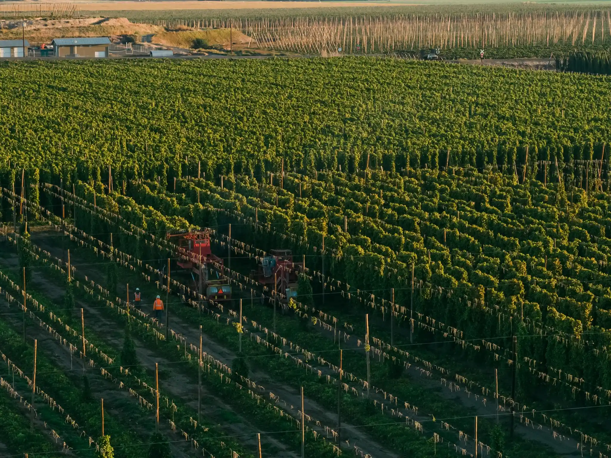 a hop field from above