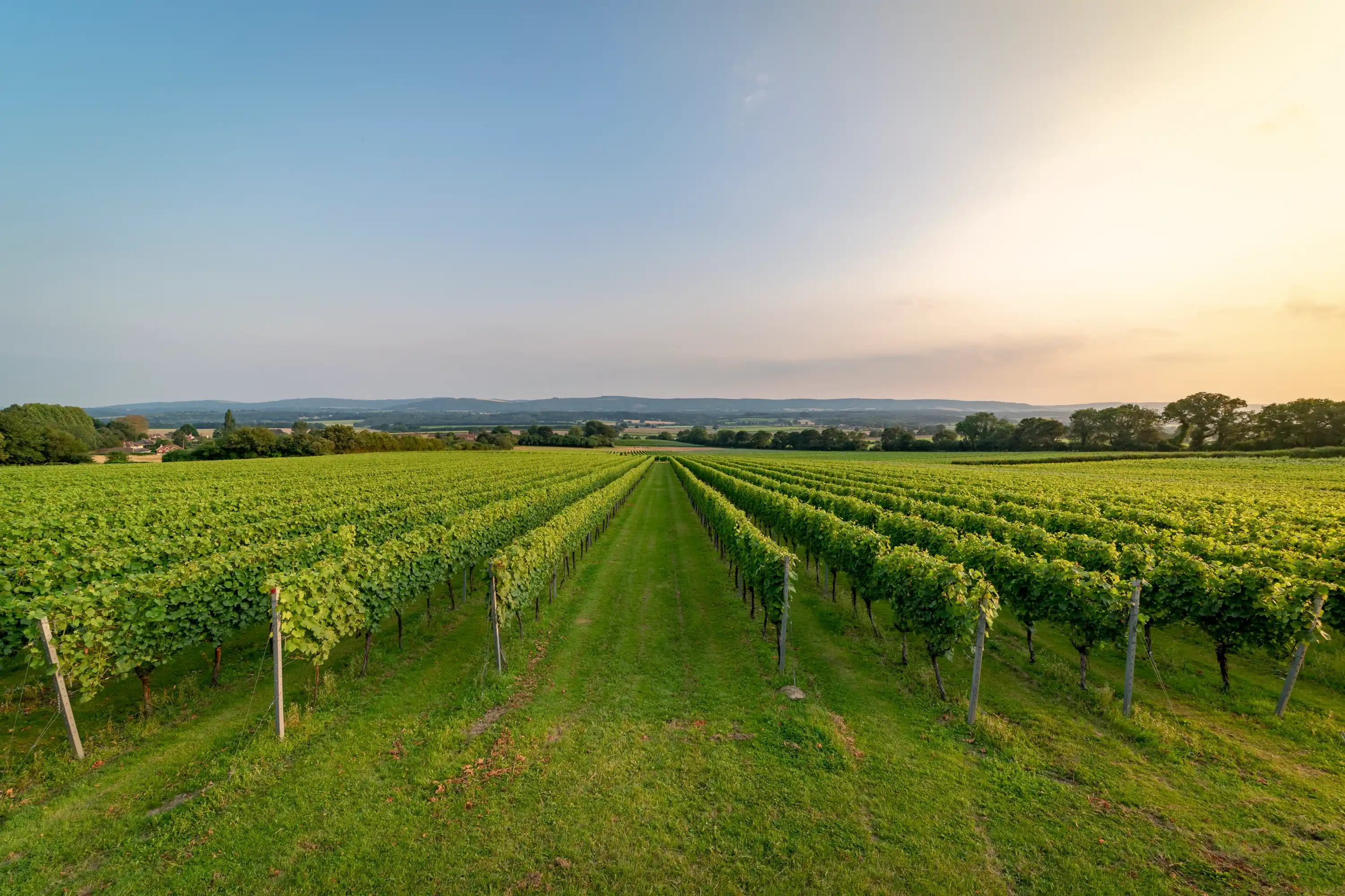 Roebuck estates vineyard