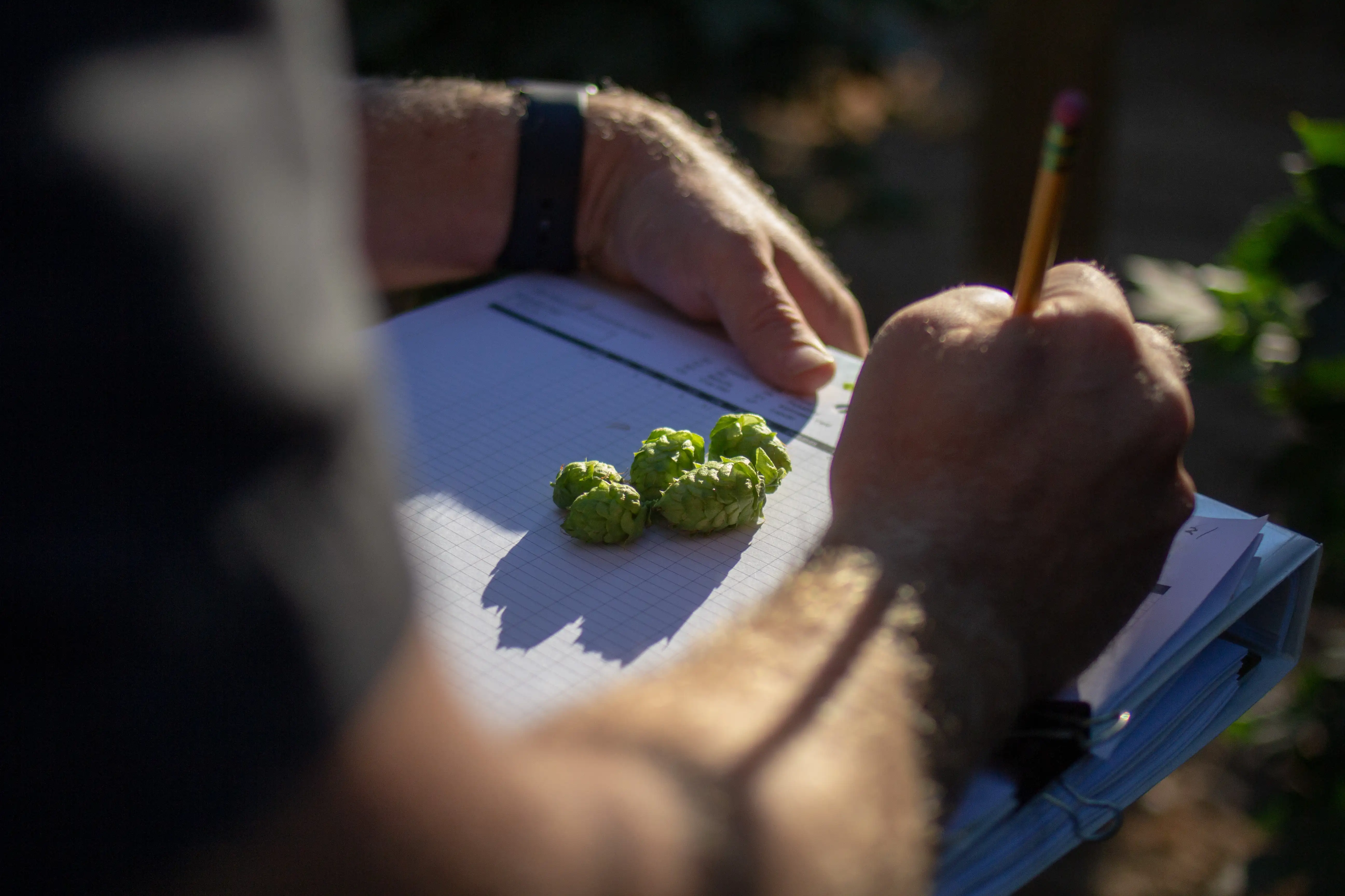 A person holding a clipboard with hops on it.