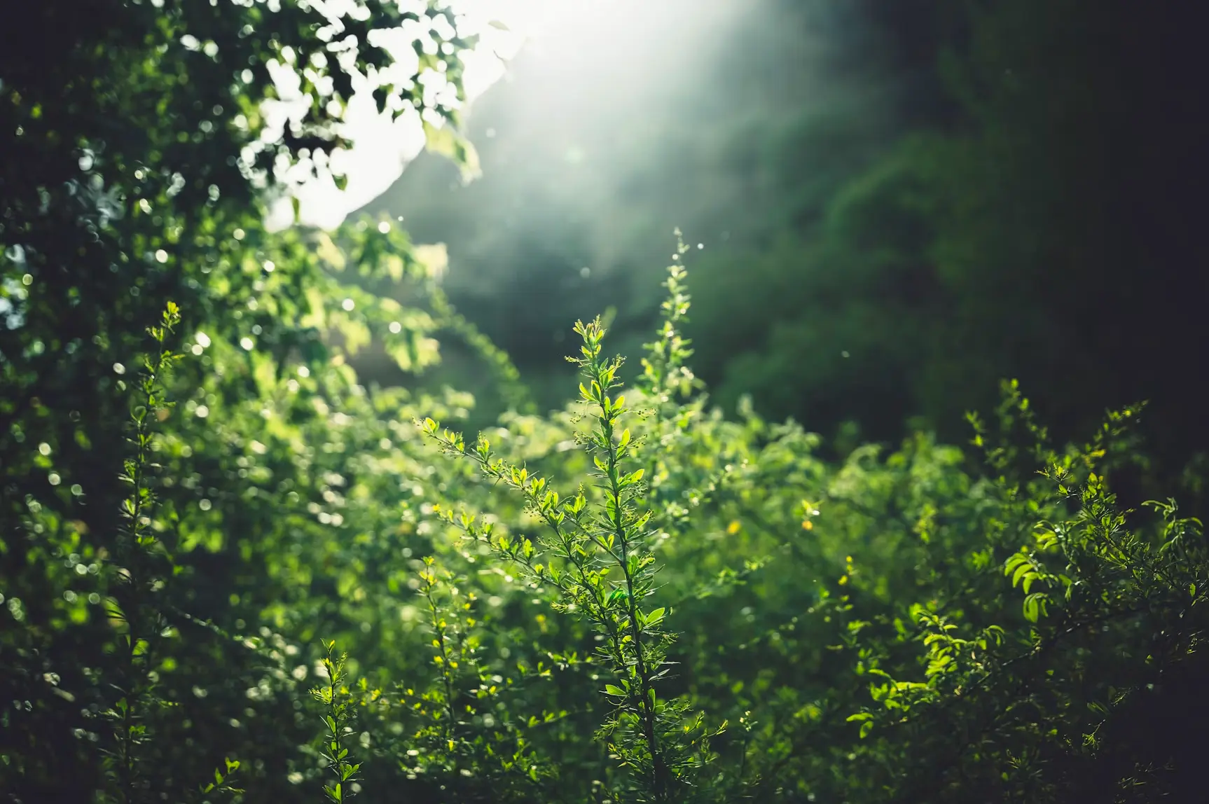 green meadow