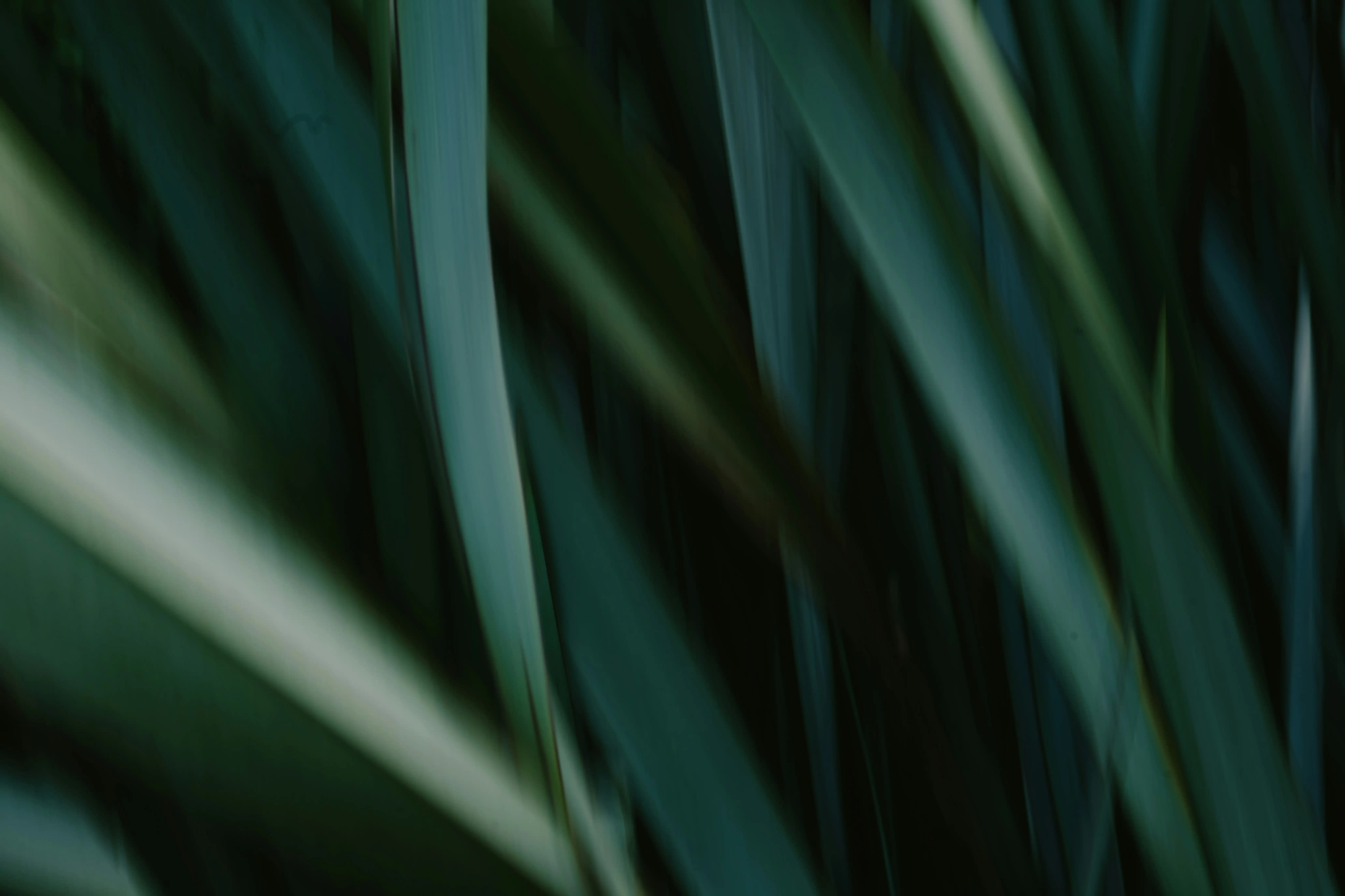reeds up close