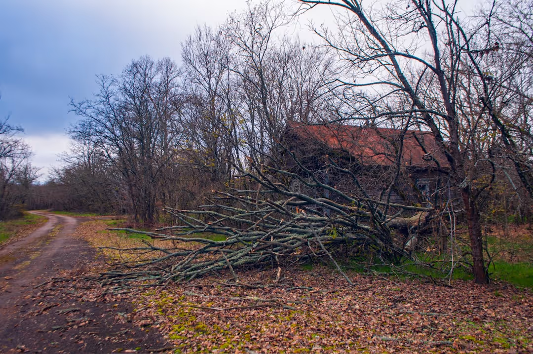 Emergency storm cleanup - Emergency storm cleanup