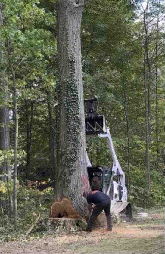 diagram of proper notch and hinge cut - cutting trees down diagram of proper notch and hinge cut - cutting trees down