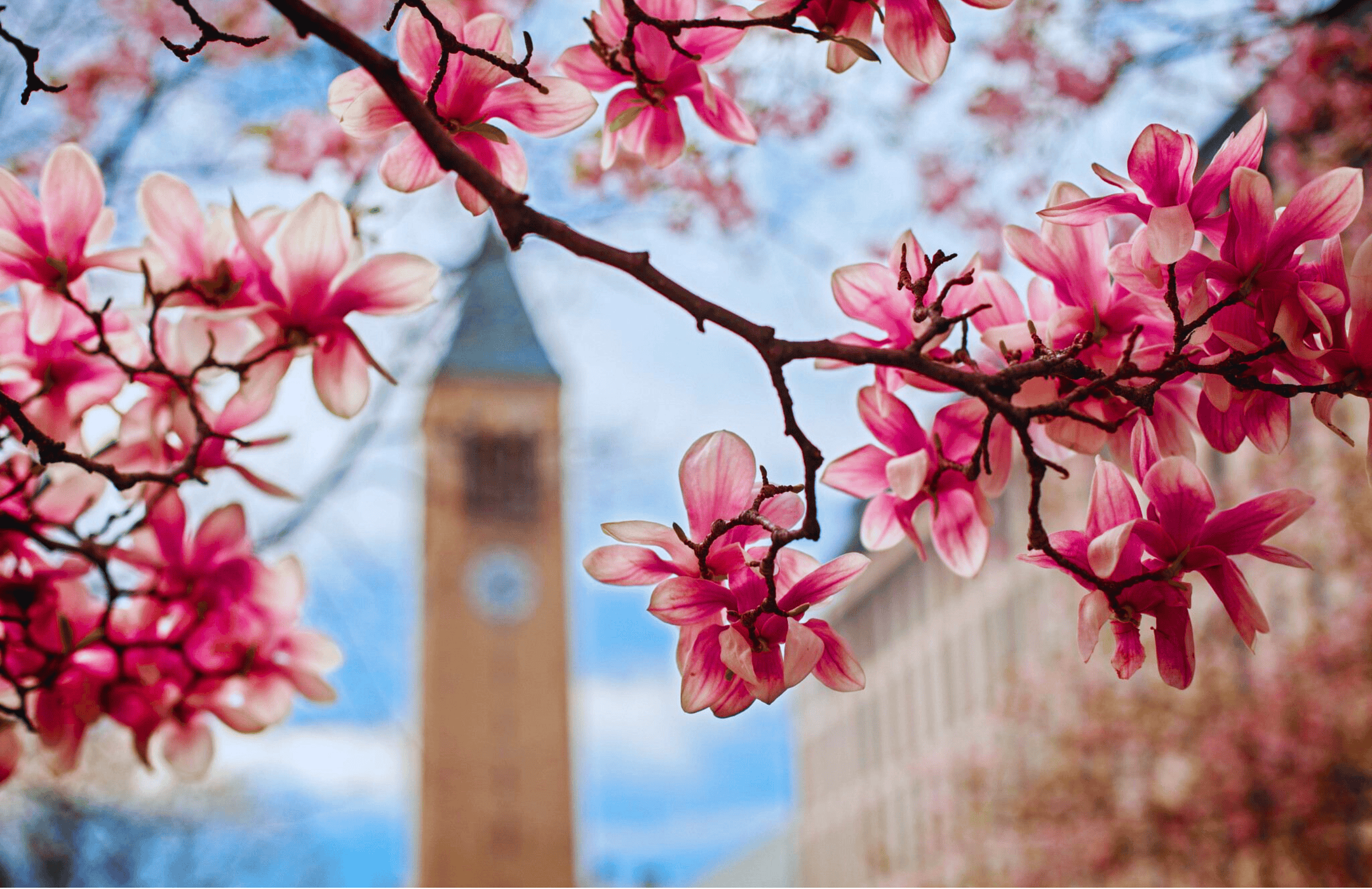 Pink magnolia flowers in sharp focus with McGraw Tower in the background.