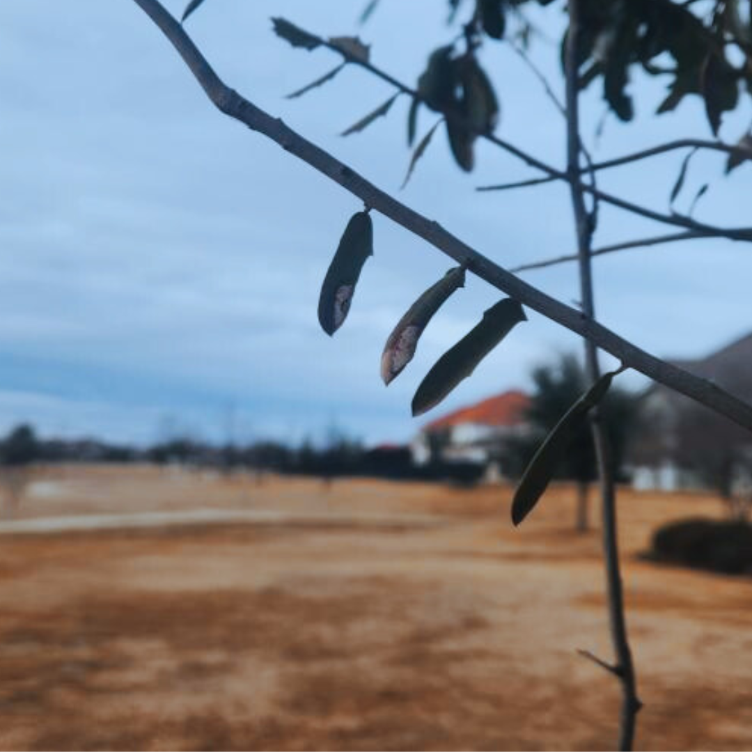Dried seed pods hanging from a thin branch with a blurred autumn field in the background.