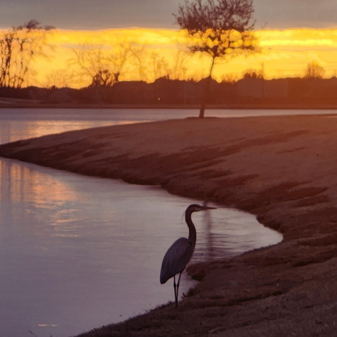 A heron stands at the water's edge during sunset with dramatic golden clouds reflected in the water.