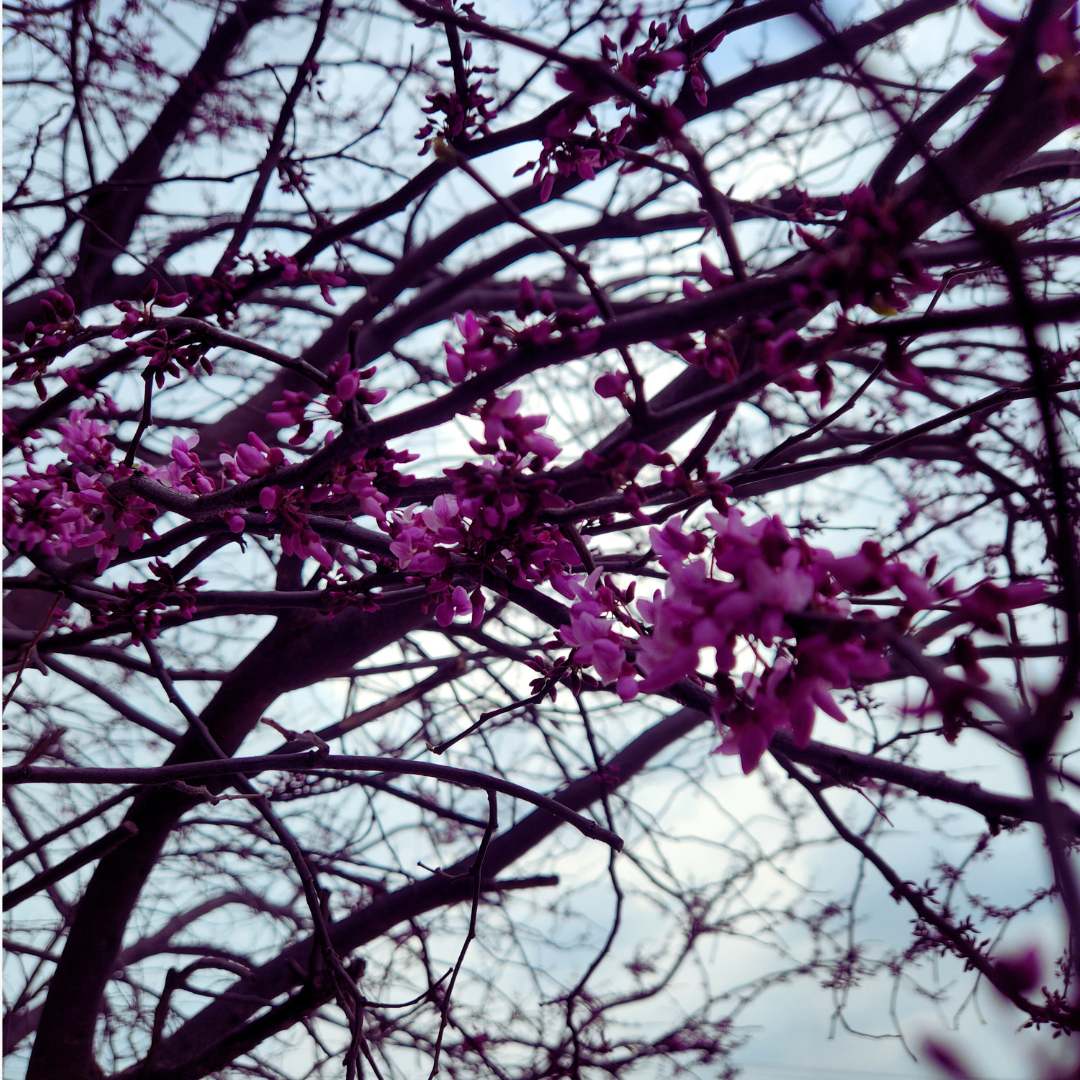 Purple redbud blossoms clustered on dark branches photographed from below against a cloudy gray sky.