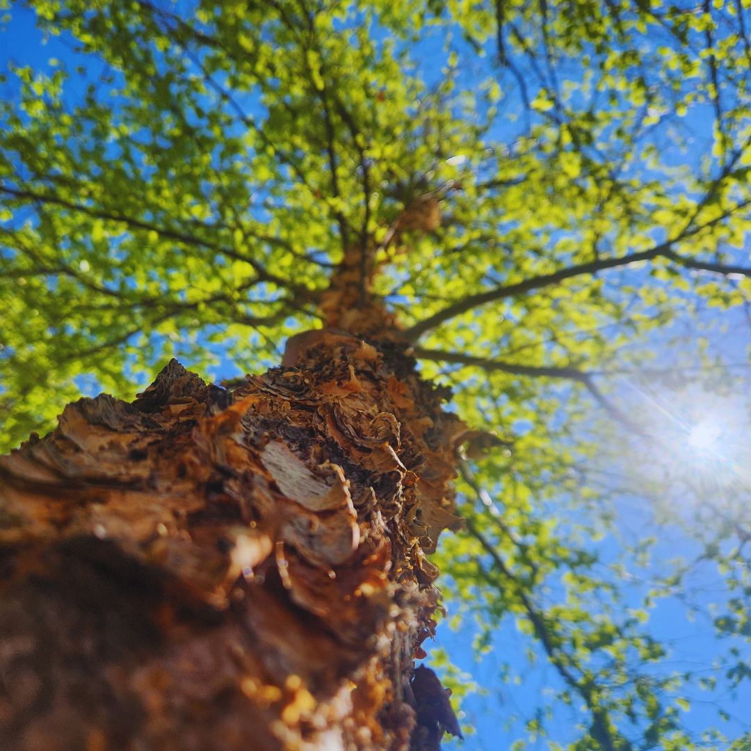 Looking up through a textured tree trunk at a bright, spring green canopy against a blue sky.