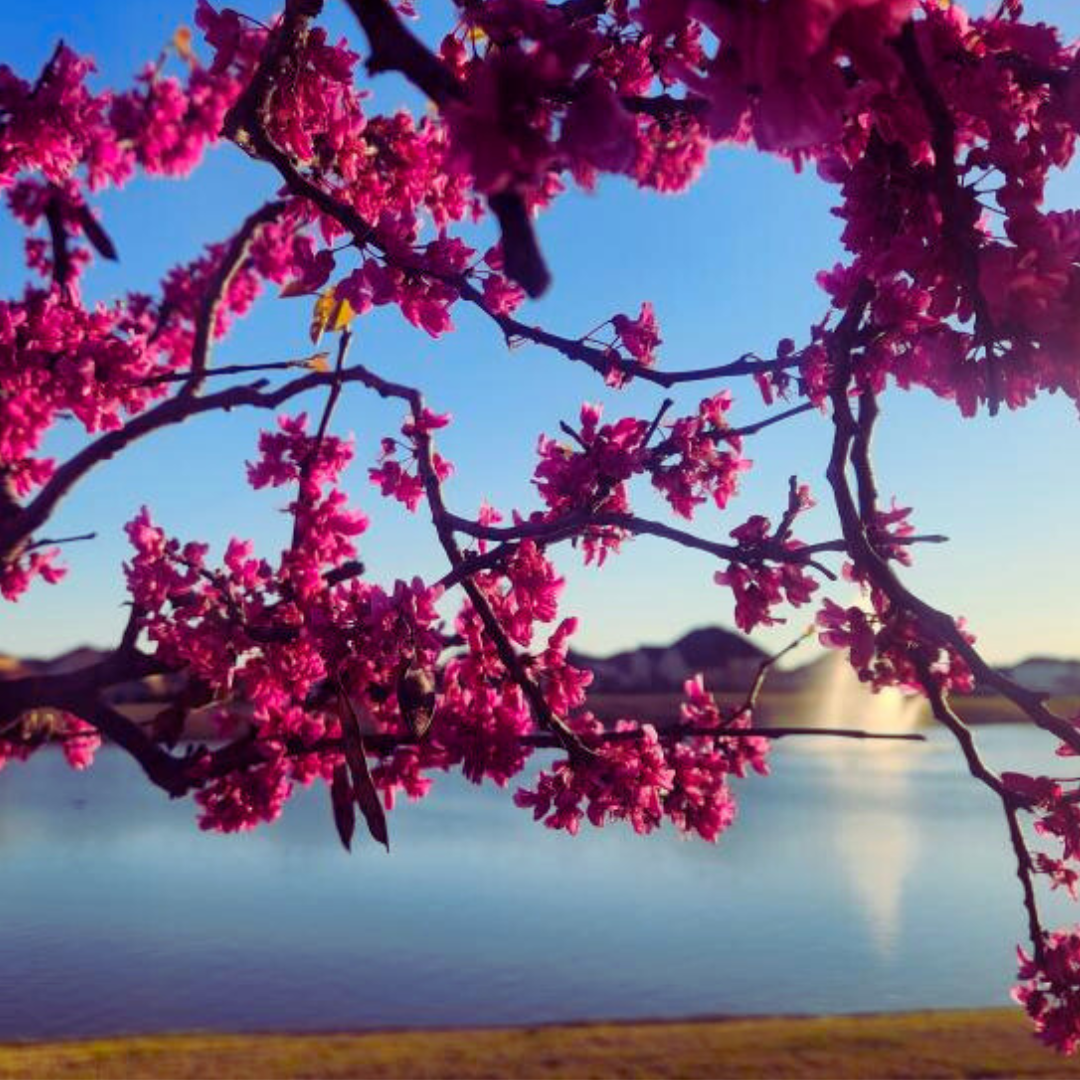 Vibrant magenta redbud flowers on branches frame a serene lake view with mountains in the distance under a clear blue sky.