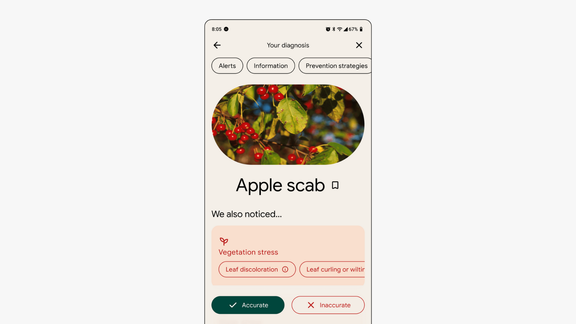 Mobile app diagnosis screen displaying apple scab detection with photo of red berries on branches and vegetation stress indicators including leaf discoloration and curling symptoms with accurate/inaccurate feedback buttons.