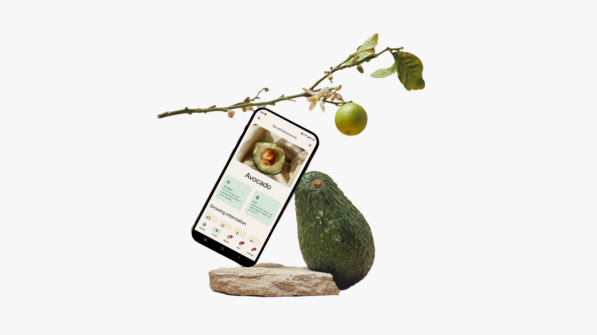 A phone perched on a rock and leaning on an avocado showing a screen with tips and best practices for raising avocado. An avocado branch balances above the tip of the top left corner of the 25-degree tilted phone.