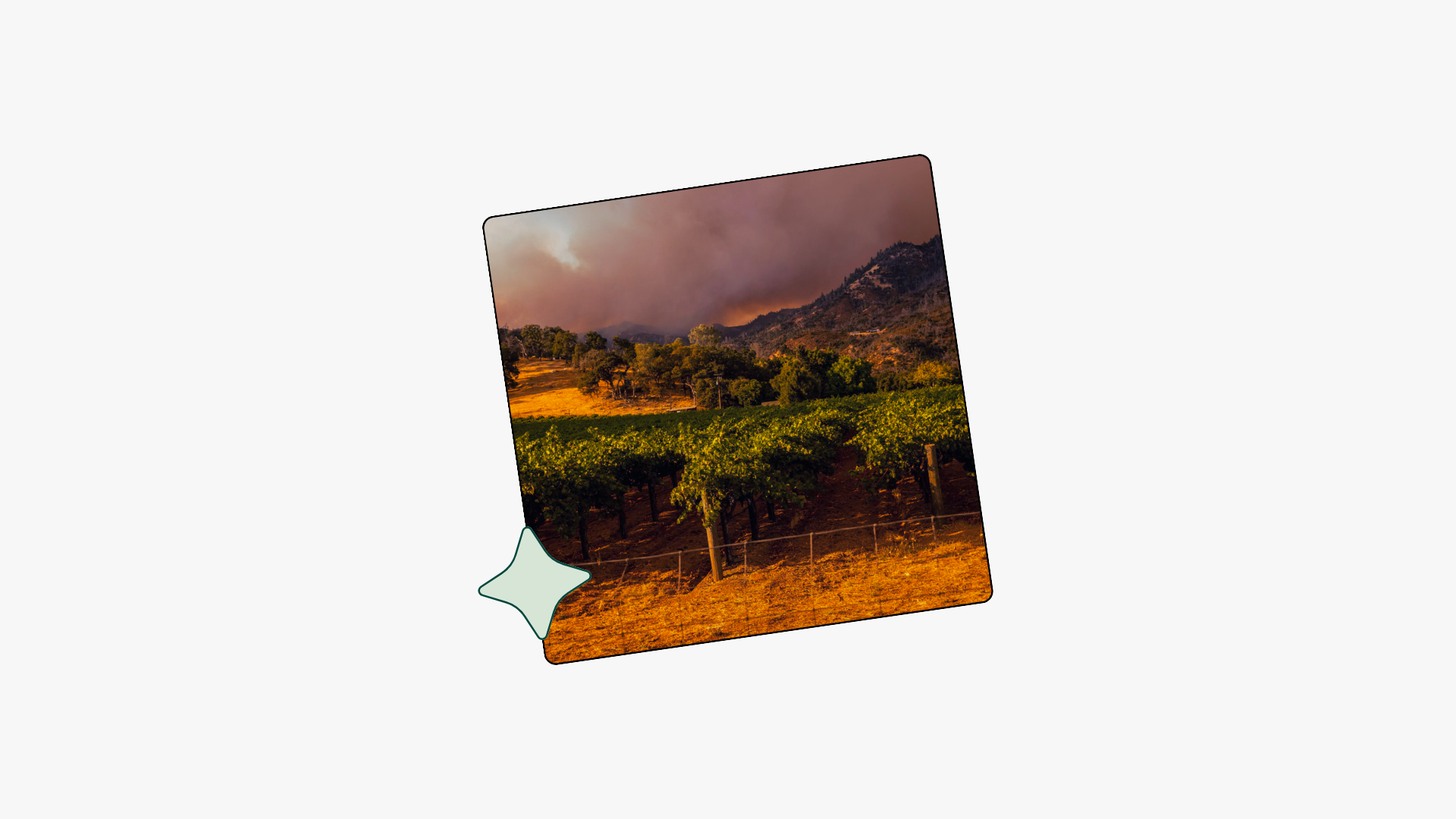 Tilted photo card showing Napa Valley vineyard with grapevines in foreground and wildfire smoke filling the valley between hills at golden hour, displayed with decorative mint green corner accent on beige background.