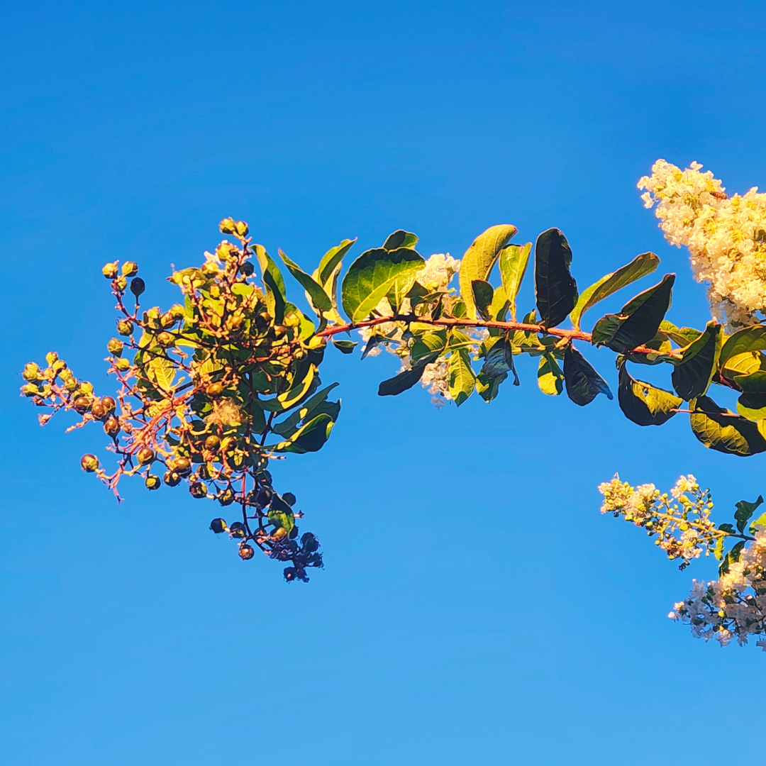 Green leaves and yellow flower clusters on branches photographed from below against a clear bright blue sky.