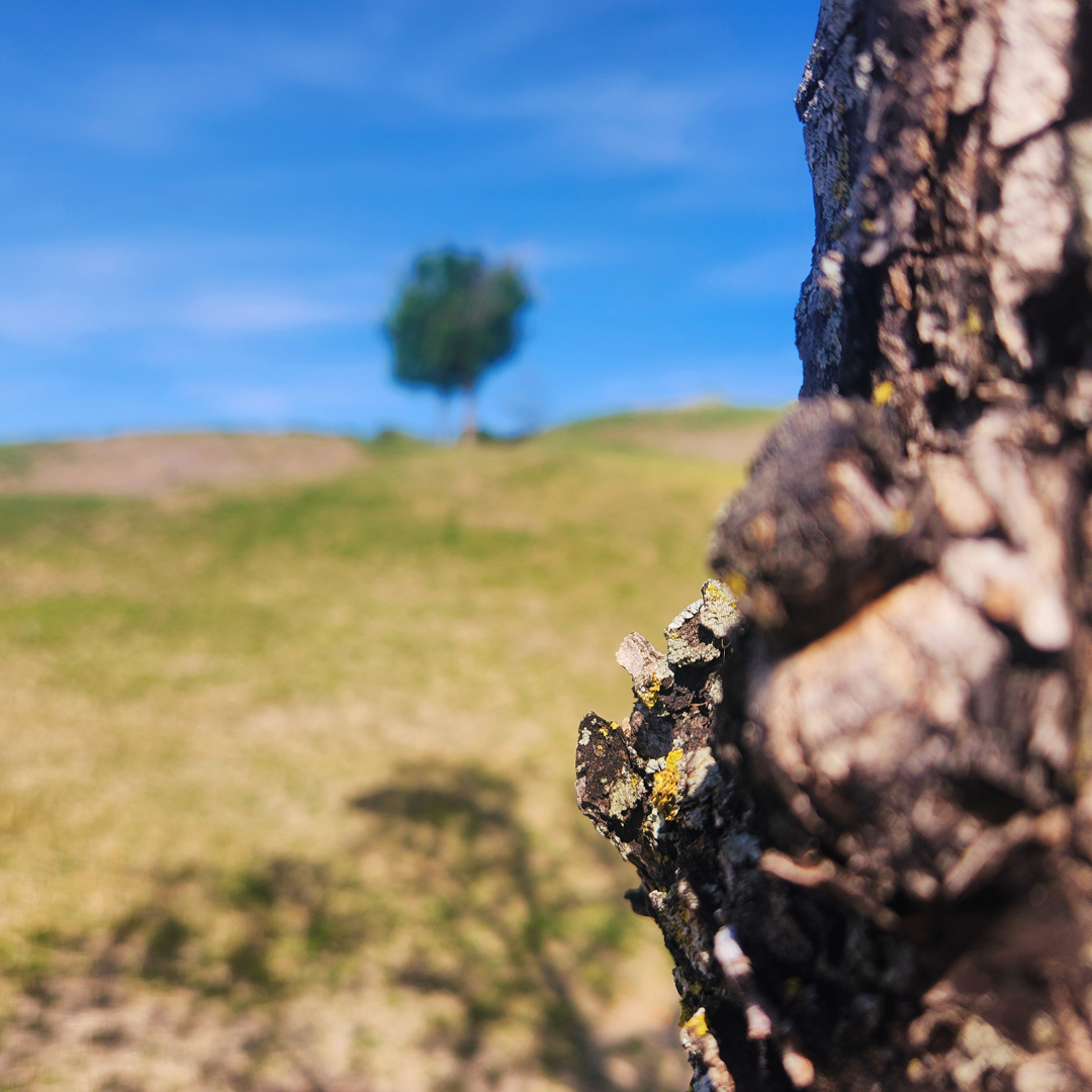 Textured tree bark in sharp focus in the foreground with a blurred hillside and lone tree visible in the distant background.