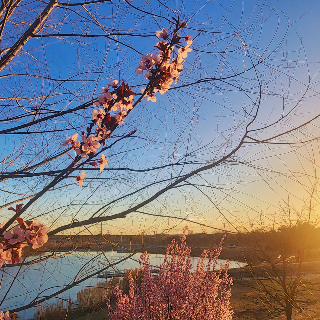 Delicate pink blossoms on bare branches silhouetted against a blue-to-golden sunset sky with bare trees and a lake visible below.