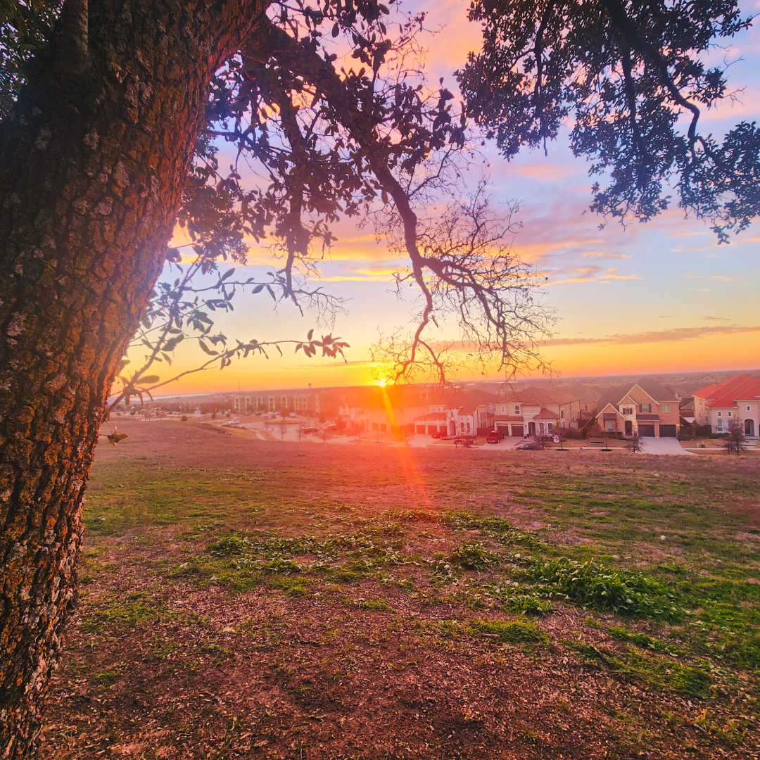 A hanging branch frames a vibrant sunset with intense orange sun rays illuminating suburban houses on a hillside.