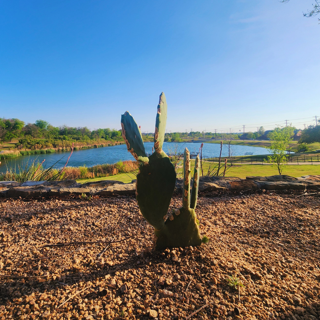 A frost-damaged prickly pear cactus in a gravel bed, silhouetted against a winding blue lake and bright morning sky in a Texas park.
