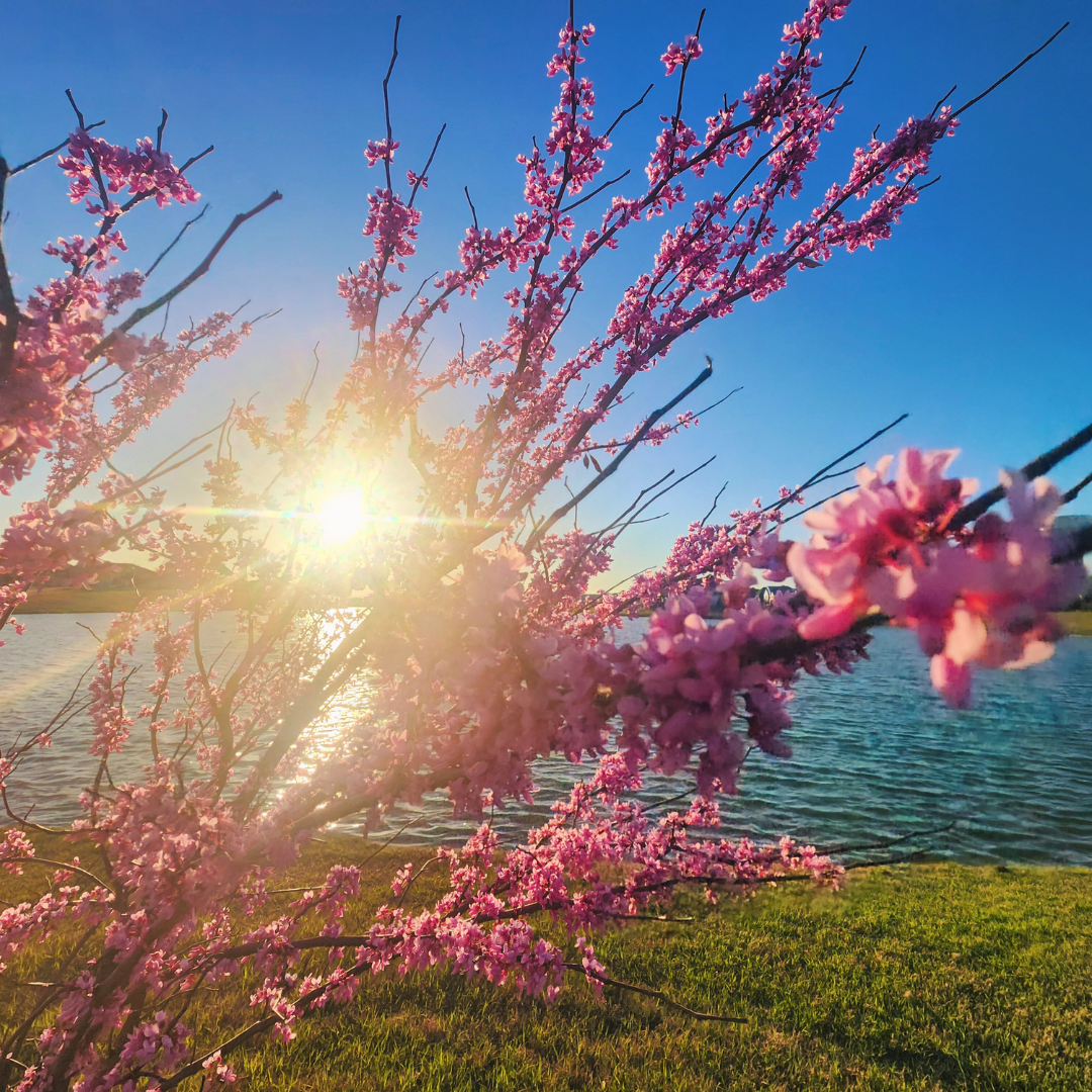  blooming Eastern redbud tree frames a brilliant golden sunburst over a rippling lakeside, with vivid pink blossoms filling the foreground against a cloudless blue sky.