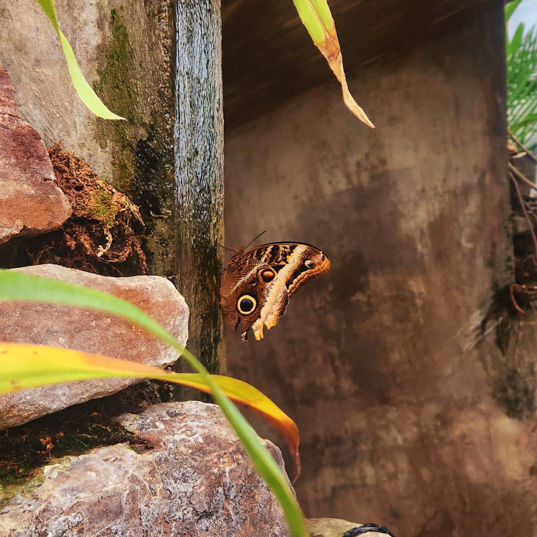 An owl butterfly with false eyespot markings rests against a mossy wooden post surrounded by layered pink granite rocks, nearly camouflaged in the dim, cave-like corner of a tropical enclosure.