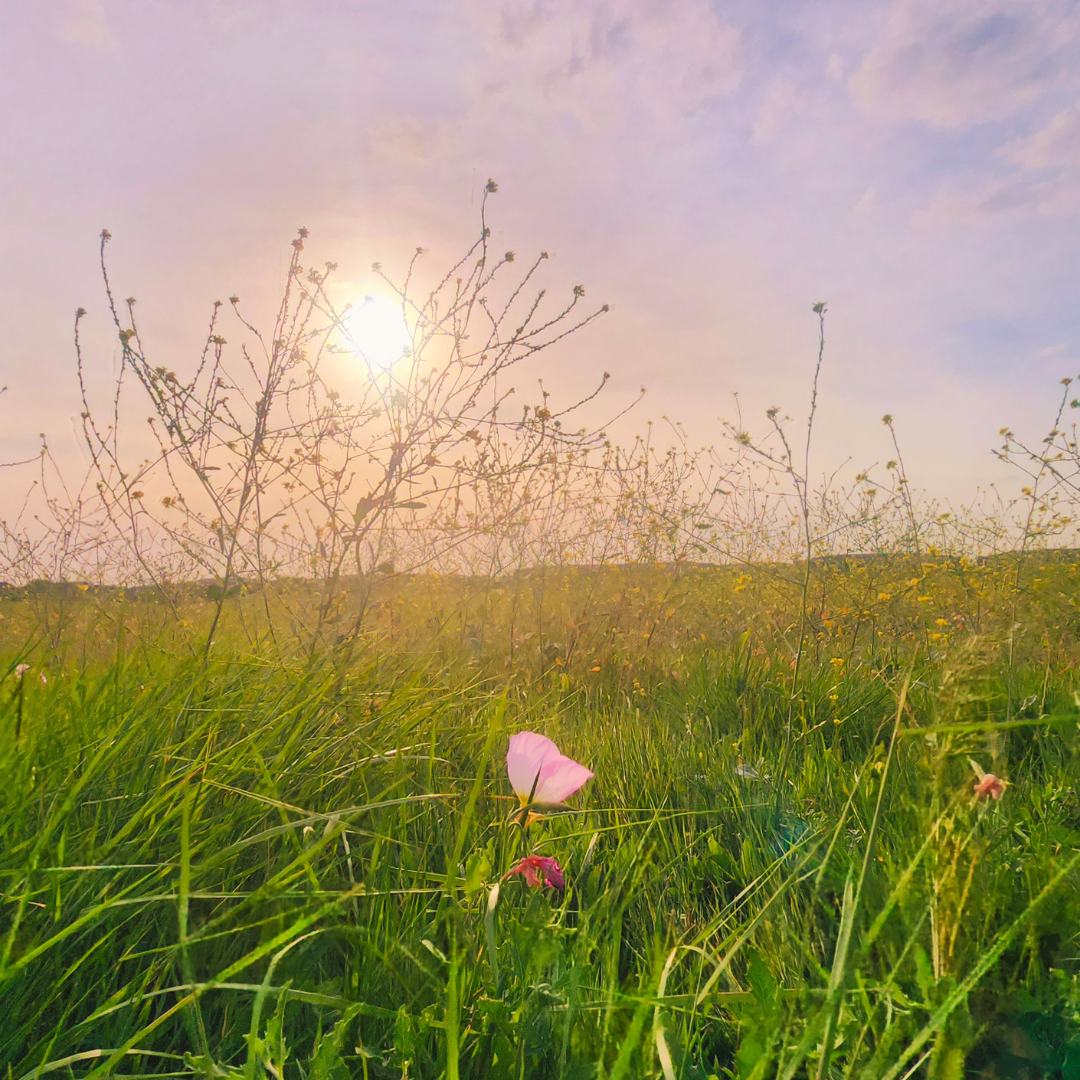 A solitary pink wildflower nestles low in vivid green grass while bare-stemmed wildflowers reach toward a glowing hazy sun, bathing a rolling yellow wildflower meadow in warm golden light.