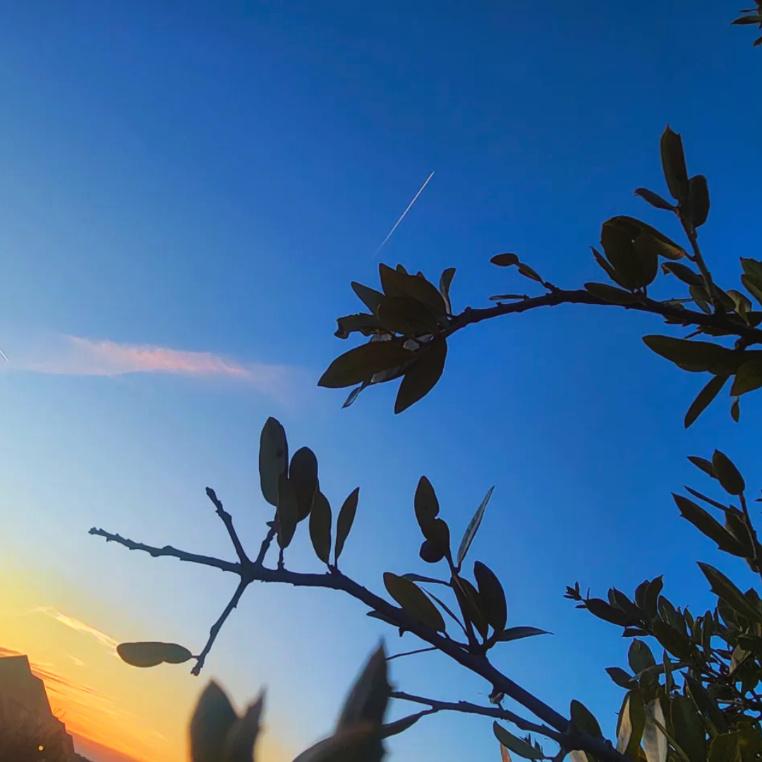 Dark magnolia branch silhouettes arc gracefully across a deep cobalt blue sky, framing a vivid orange and yellow sunset glow bleeding up from the lower left corner with a faint airplane contrail cutting diagonally overhead.