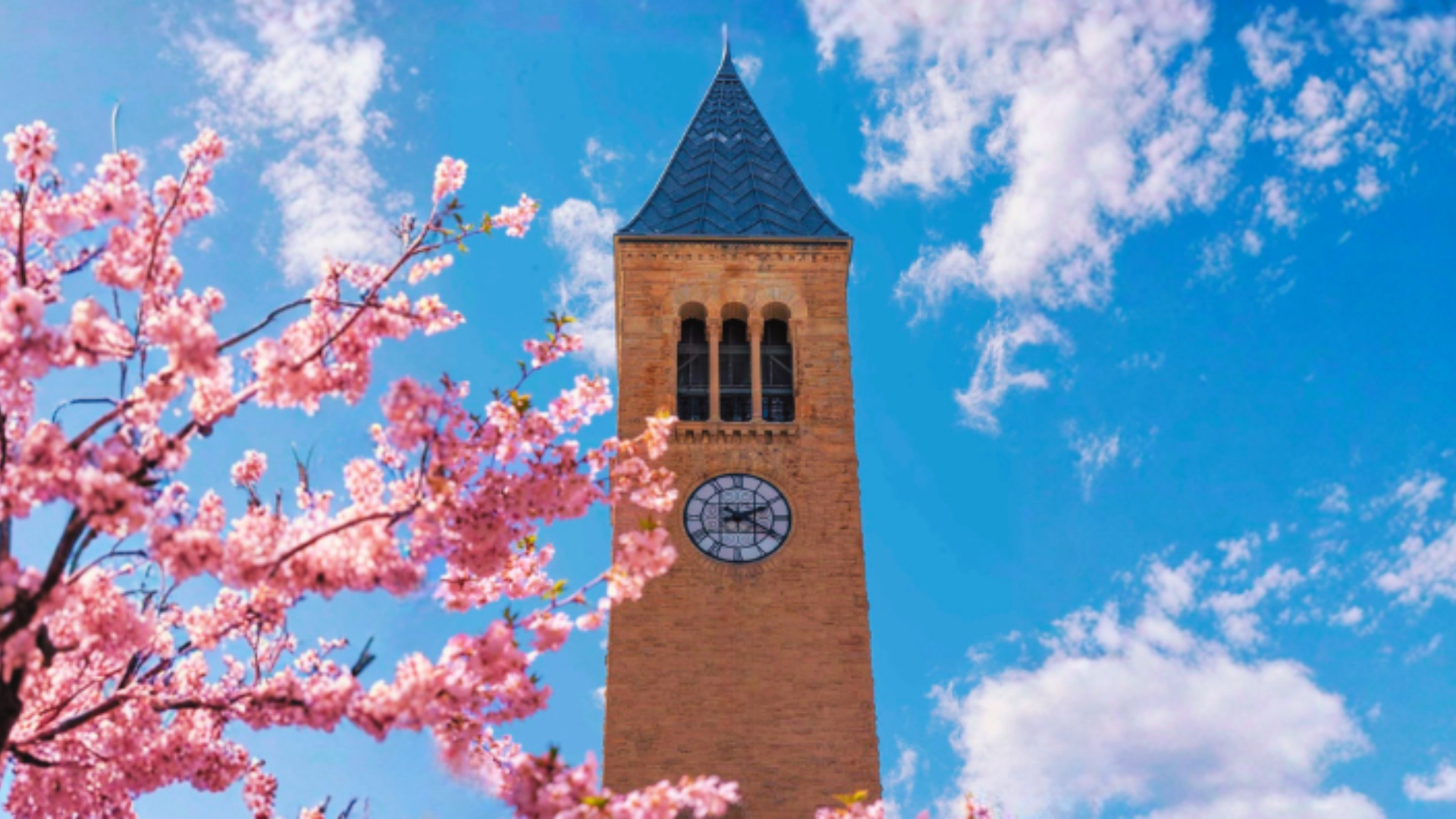 Vibrant pink cherry blossoms frame a view of Cornell University's historic McGraw Tower rising against a bright blue sky dotted with fluffy white clouds.