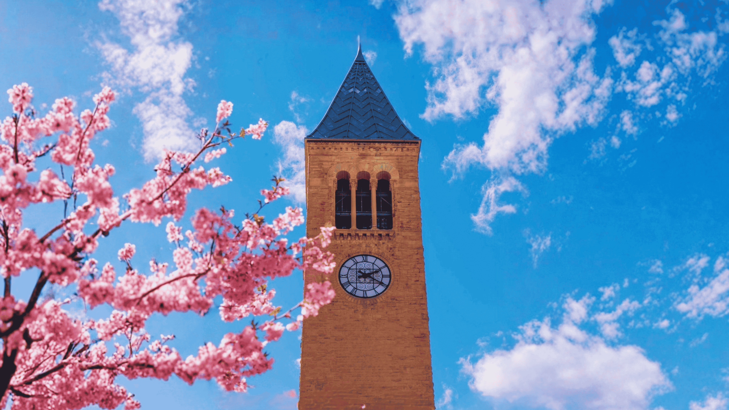 Vibrant pink cherry blossoms frame a view of Cornell University's historic McGraw Tower rising against a bright blue sky dotted with fluffy white clouds.