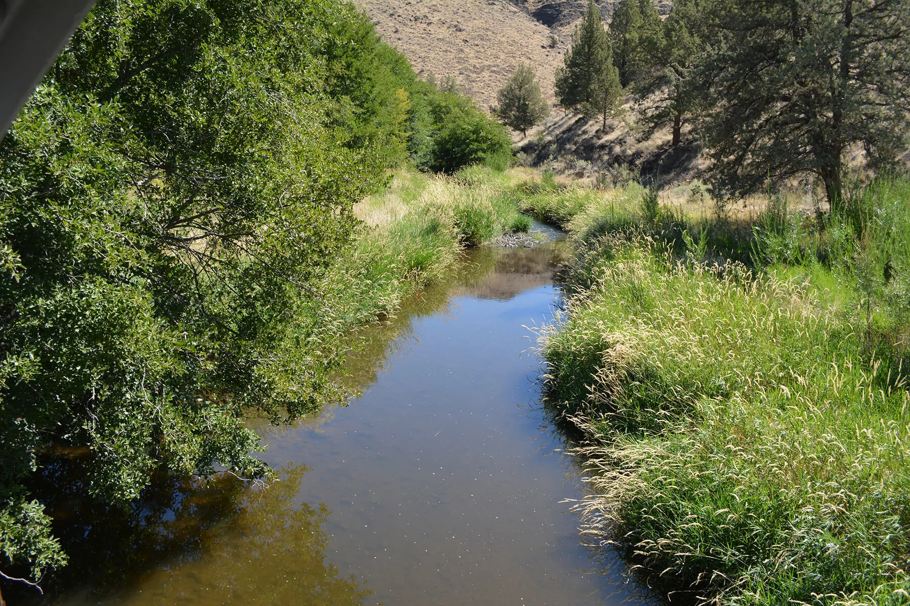 Trout Creek Upstream