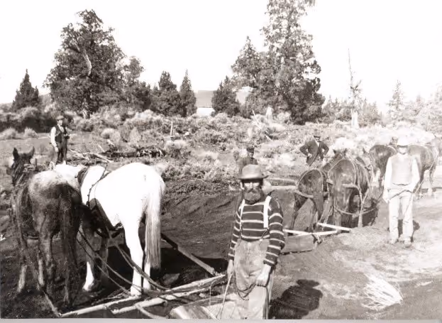 Black and white photo of men with draft horses working outdoors near trees and rough terrain.