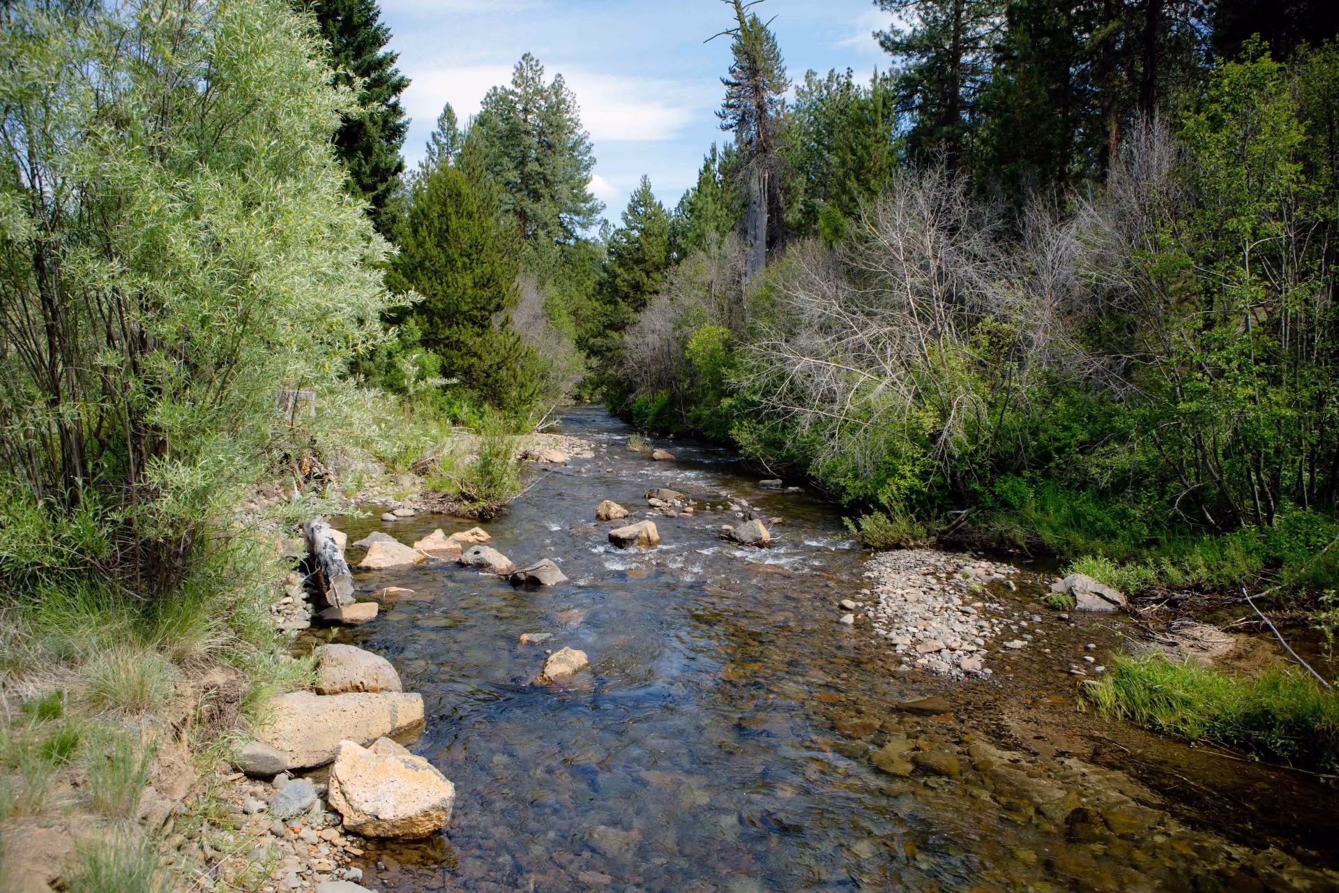 Clear stream flowing through rocky banks and dense green forest under a blue sky.