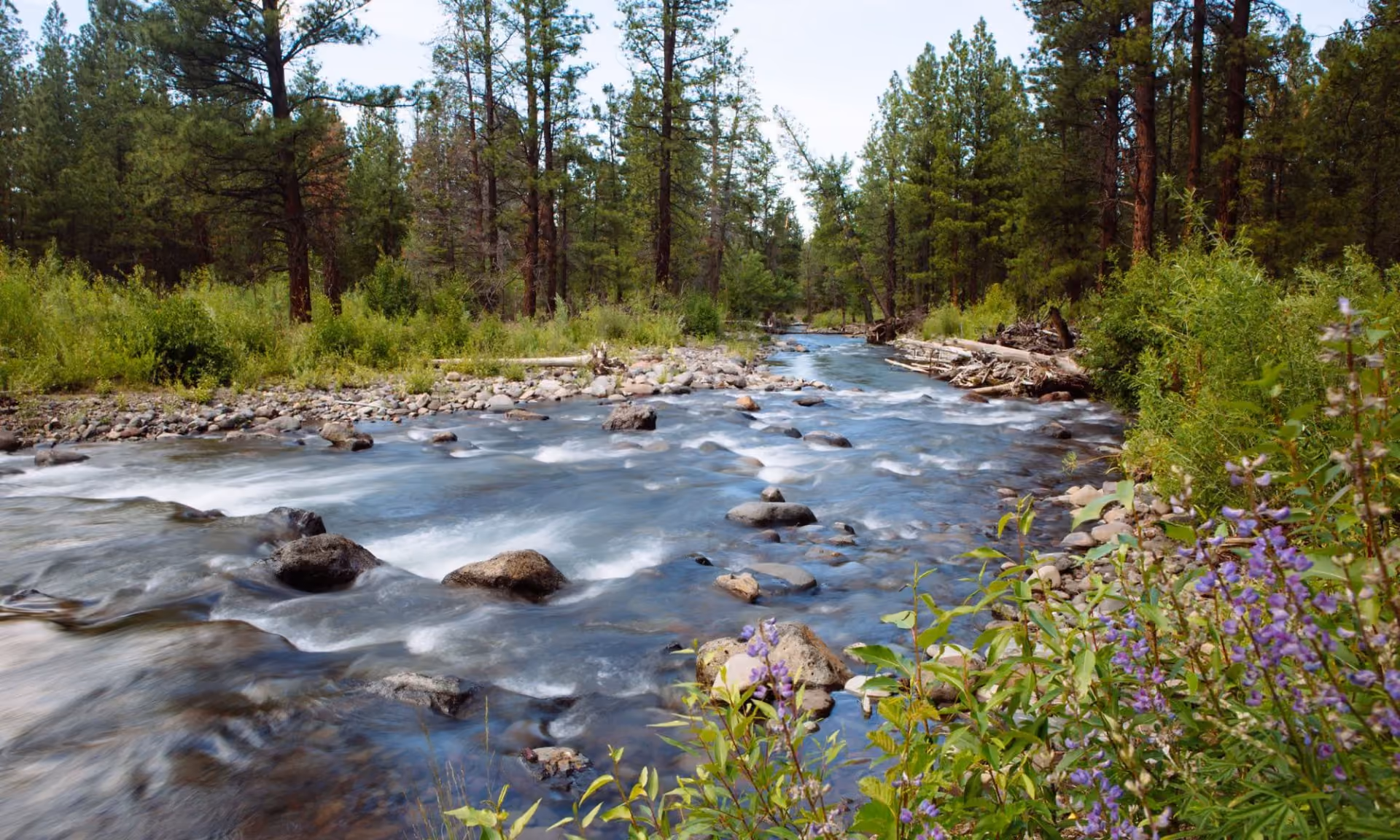 Clear river flowing over rocks through a forest with tall pine trees and purple wildflowers.