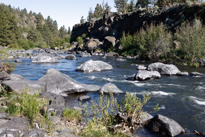 Rocky river flowing through forested area with bushes and trees under clear sky.