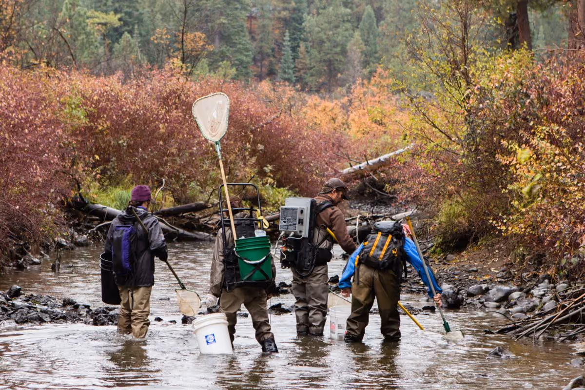 Four people in waders standing in a shallow stream with nets and buckets surrounded by autumn foliage.