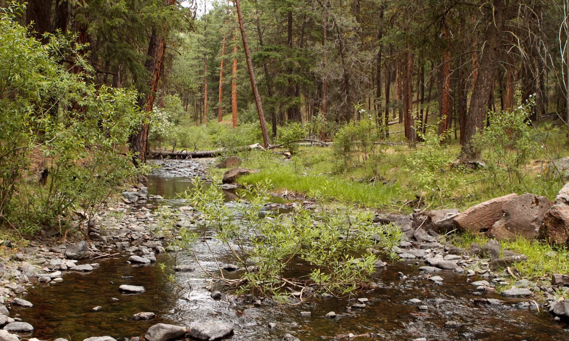 Forest scene with a shallow rocky creek surrounded by green shrubs and tall pine trees.