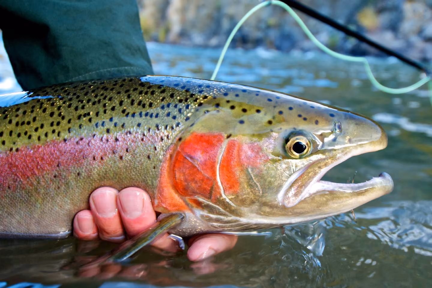 Close-up of a colorful trout held partially submerged in river water by a person.