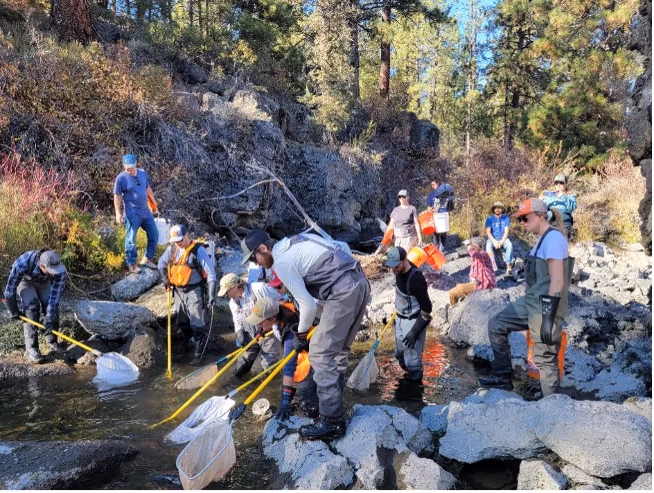 Fall Fish Rescue to Take Place October 18 – 20, with Restoration Efforts Aiming to Eliminate Need by 2028