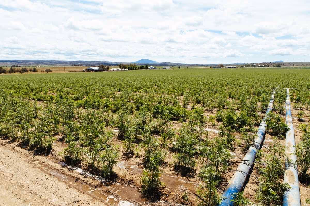 Cascade Business News: Deschutes County Voters Approve Measure #9-176, Advancing Local Conservation Efforts