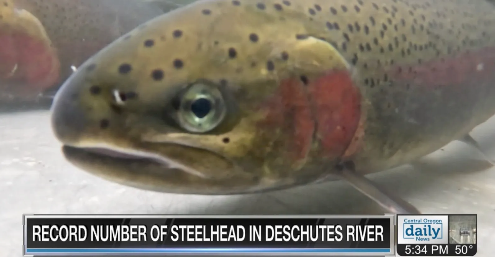 Central Oregon Daily: 950 adult steelhead pass Round Butte Dam in historic 2024–25 run