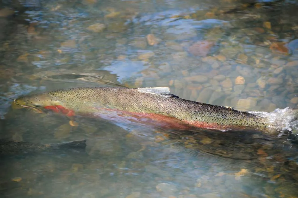 Weak steelhead returns prompts Lower Deschutes angling restrictions