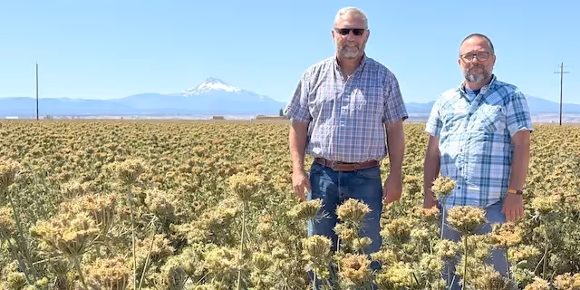 Tiny crop, mighty impact: Central Oregon carrot seed helps feed the world