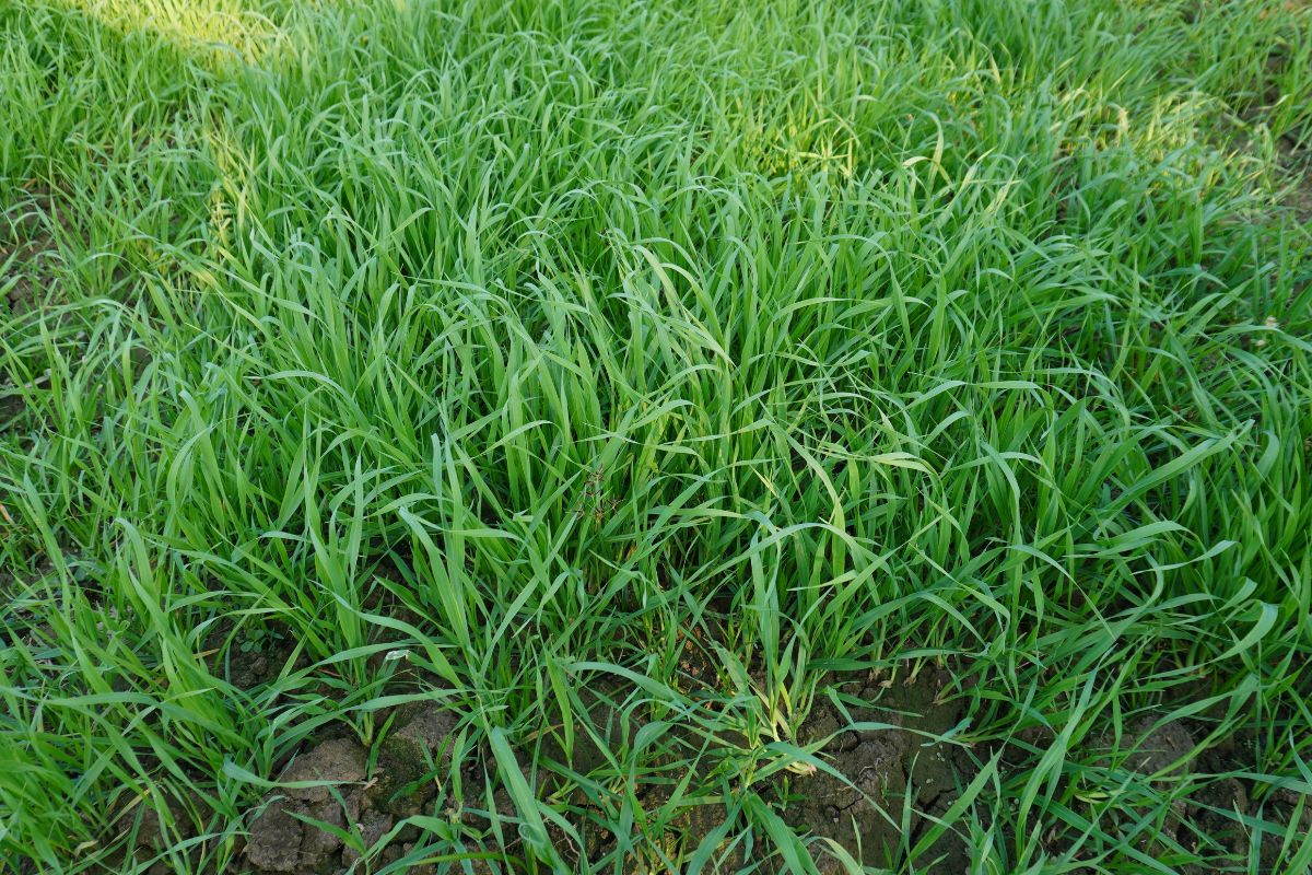 Healthy Soil, Healthy Rivers: How Cover Crops Protect the Deschutes Basin