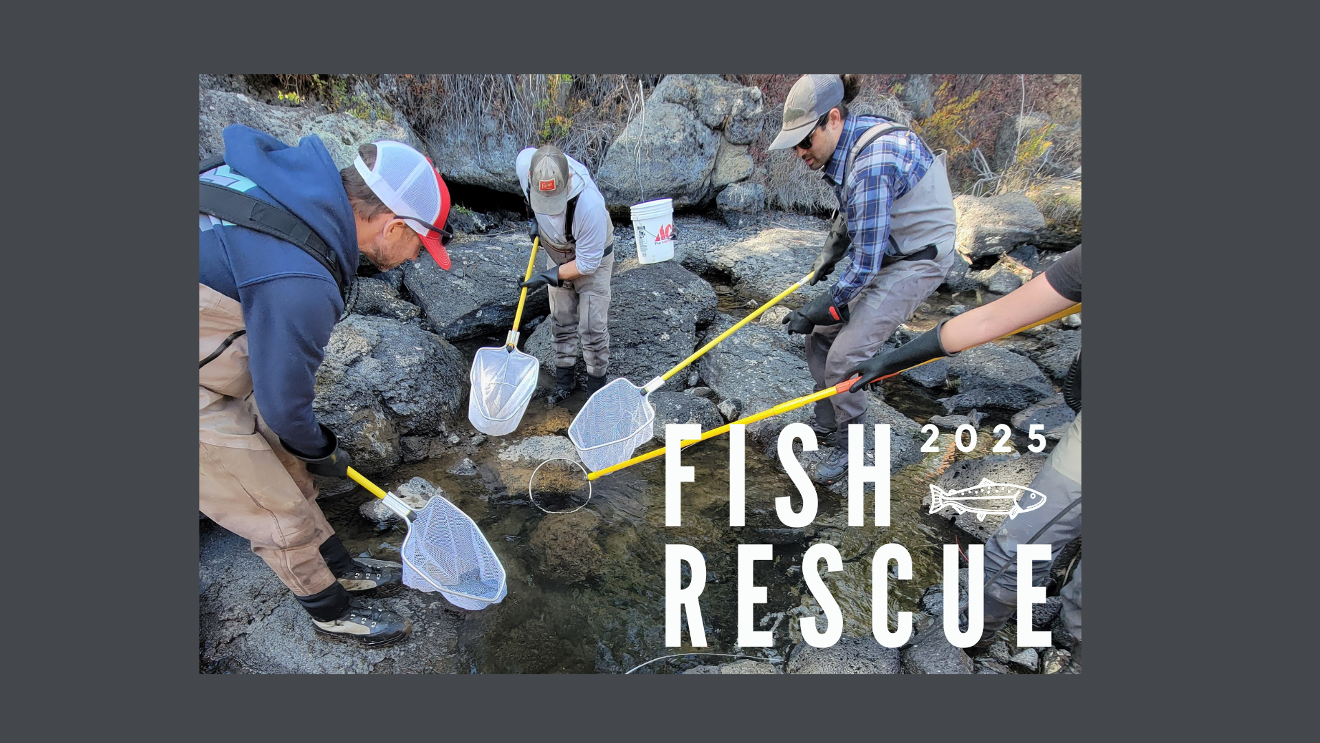 2025 Community Fish Rescue on the Upper Deschutes near Lava Island
