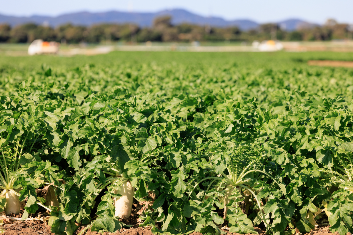 Healthy Soil, Healthy Rivers: How Cover Crops Protect the Deschutes Basin
