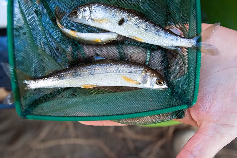 More than 10,000 fish rescued in annual Deschutes River salvage operation