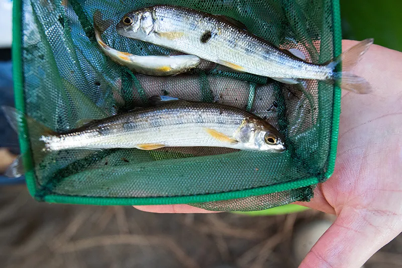 More than 10,000 fish rescued in annual Deschutes River salvage operation