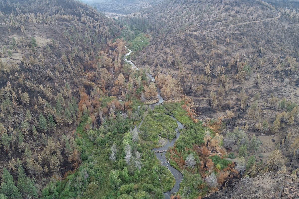Whychus Creek restoration and wildfire resilience