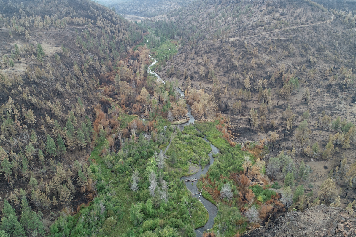 Whychus Creek restoration and wildfire resilience